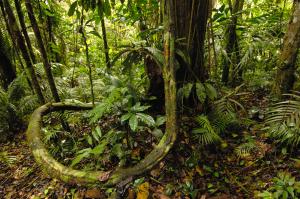 Yasuni National Park, Amazon Rainforest, Ecuador. Author: Andrew Wallinski