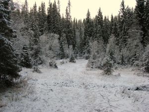 Norwegian boreal forest in early winter. Author: Orcaborealis
